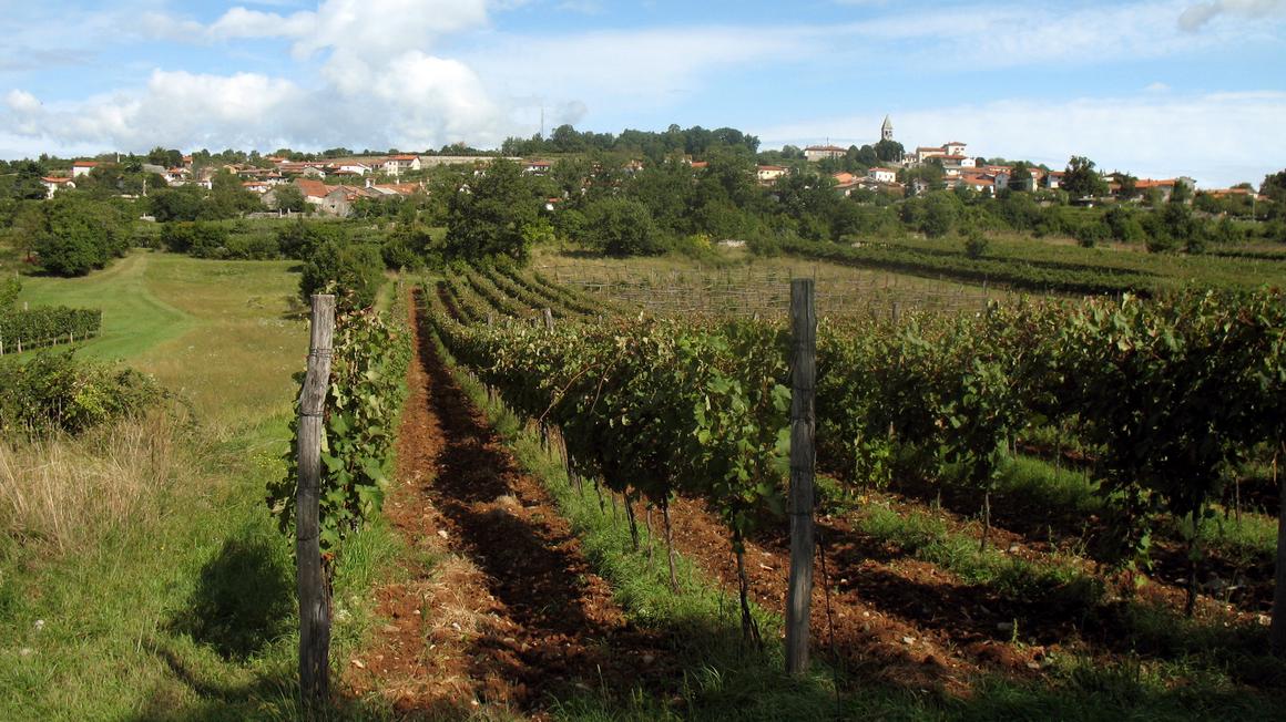 Koliko vinogradnikov se je odločilo za zeleno trgatev, še ni znano, obstaja pa bojazen, da bi vinogradniki vinogradov po opravljeni zeleni trgatvi ne zaščitili pred boleznimi in škodljivci. To bi lahko imelo zelo neugodne posledice. Foto: Radio Koper