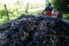 Rdeče sorte grozdja so, kot kaže stanje na 5. september, obrodile nekoliko bolje od belih, saj lahko pričakujemo v povprečju 8,6 tone na hektar ali skupaj 41.295 ton. Bele sorte grozdja naj bi v povprečju rodile osem ton na hektar, skupaj pa naj bi dale 87.052 ton. Foto: BoBo