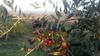The recent cold snap has damaged olive trees, especially young ones. Still, the trees have suffered less damage than expected. Foto: MMC RTV SLO
