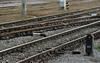 The bill on the second rail track has cemented the role of the 2TDK company in the project. Foto: BoBo