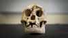 Homo floresiensis