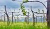 Predstavili se bodo vinarji iz slovenske Istre, Krasa, Vipavske doline, Brd, hrvaške Istre in Italije. Foto: MMC RTV SLO/Kaja Sajovic