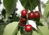 lLcals are outraged at the practice of resellers, who purchase cherries in Italy and Spain and then sell them as Brda cherries. Foto: BoBo