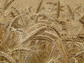 Kmetje posejali manj žit, med njimi največ pšenice in pire