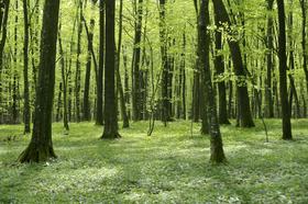 Zavod za okolje: Naravi v Sloveniji ne gre dobro