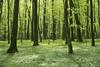 : “Based on the fact that we have no higher court precedents regarding the appropriateness of expert’s opinions in cases of forest management, we feel that an appeal makes sense,” the Farmland and Forest Fund has written. Foto: BoBo
