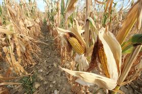 Zadnja suša v Pomurju močno prizadela pridelek koruze
