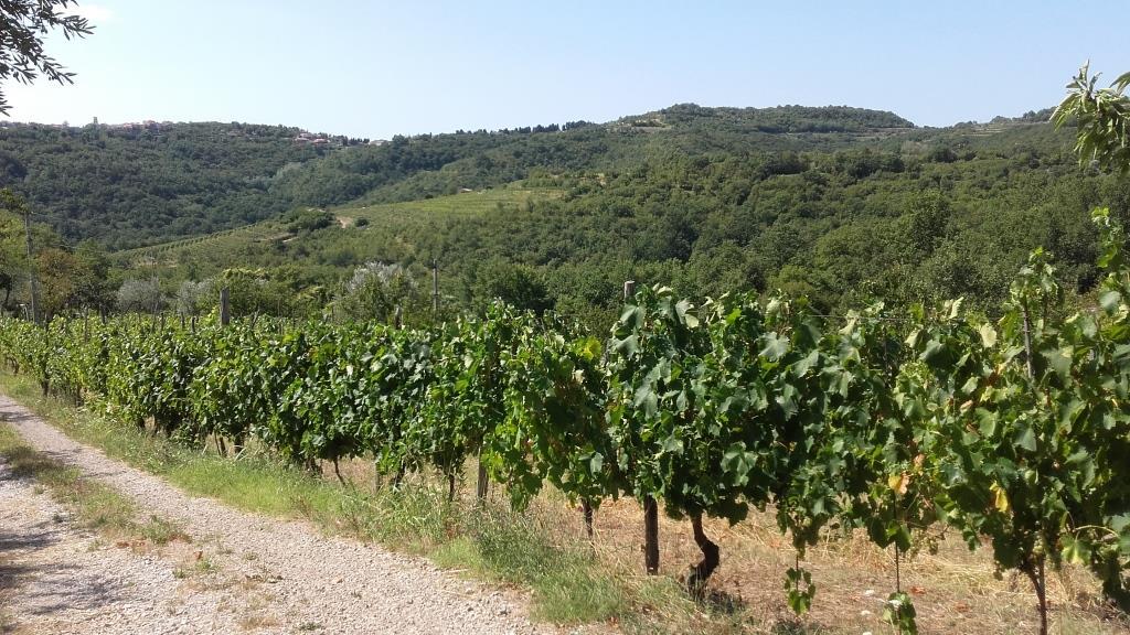 trgatev v slovenski istri, šared