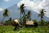 Stopnja nevarnosti zaradi izbruha je najvišja. V Indoneziji je sicer okoli 130 delujočih ognjenikov, več kot v kateri koli drugi državi. Foto: Reuters