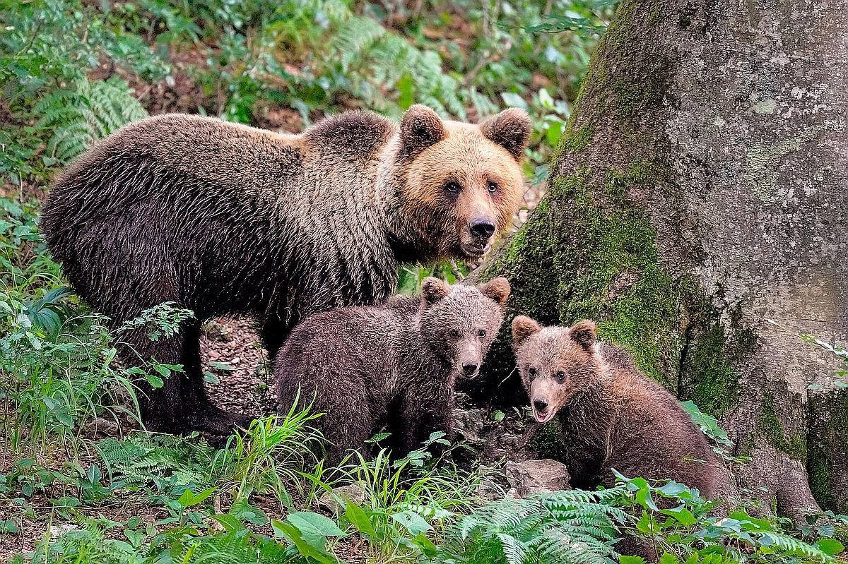Life Dinalp Bear/Marko Masterl