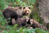 Medvedka z mladičema je lani razburjala prebivalce Grahova pri Cerknici. Foto: Life Dinalp Bear/Marko Masterl