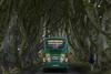 Dark Hedges