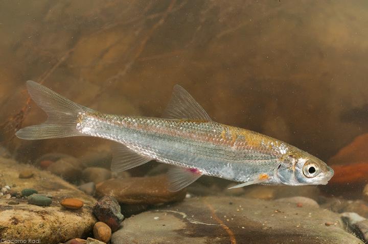 Mladica primorske podusti (Protochondrostoma genei).