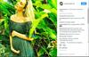 Candice Swanepoel je v petek na družbenem omrežju Instagram oznanila drugo nosečnost. Foto: Instagram