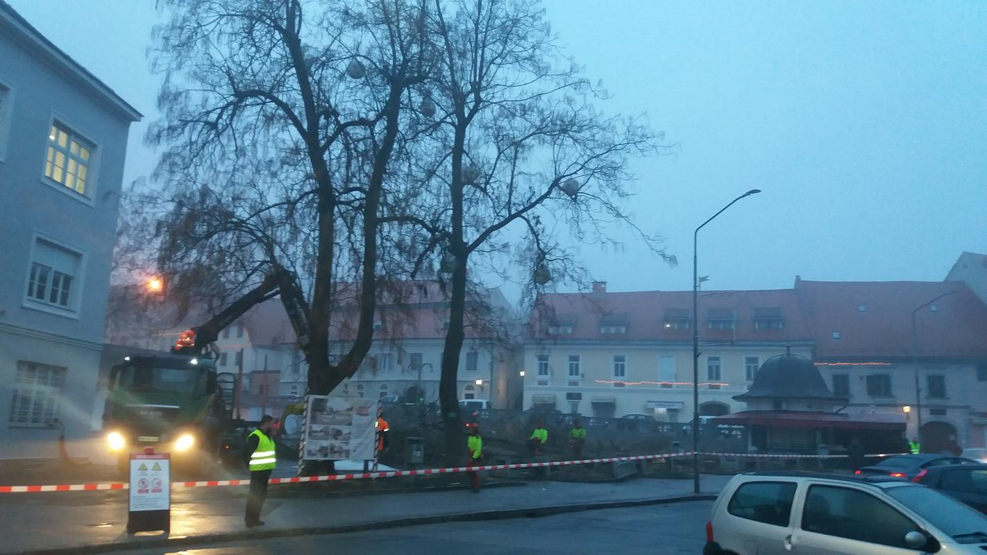 Na ptujski tržnici podirajo drevesa