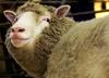 Dolly