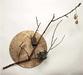 John D. Antone: Rose Branch #2
