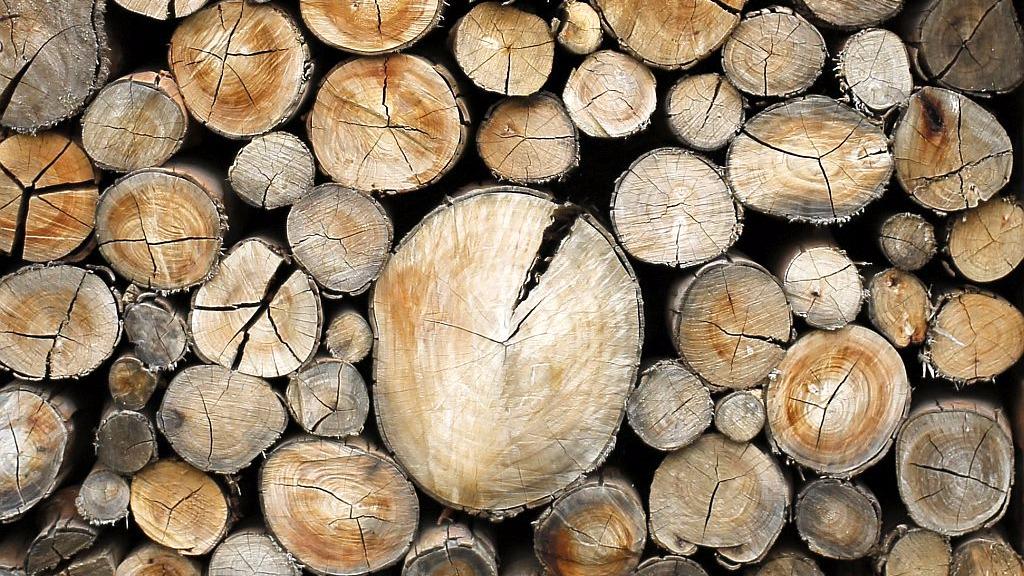 EPA|Na Slovenjgraški licitaciji vrednejšega lesa so najvišje cene dosegali gorski javor rebraš, macesen in hrast.