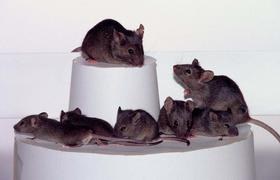 Porast mišje mrzlice v Sloveniji: letos že 75 primerov