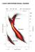 Hertzsprung-Russllov diagram
