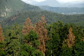 Zaradi podnebnih sprememb v gozdovih smreko nadomeščajo listavci