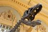 Številne paleontologe odkrito skrbi rastoče zanimanje za okostja dinozavrov. Institucije preprosto nimajo dovolj denarja, da bi se zanje resno potegovale na prostem trgu, ki vse bolj zvišuje cene. Foto: Reuters
