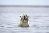 Zaradi podnebnih sprememb in tajanja ledu polarni medvedi izgubljajo svoj habitat in s tem hrano. Foto: Reuters