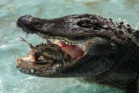 Foto: Muja, ponos Beograda, je najstarejši aligator na svetu