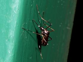 Trilar: Tigraste komarje nespametno gojimo sami, v naravnem okolju jih ni