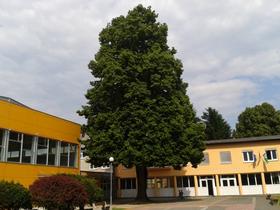 Zahteva za dvig investicij v osnovne šole v MOM