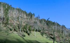 Veter opustošil gozdove v Črni na Koroškem