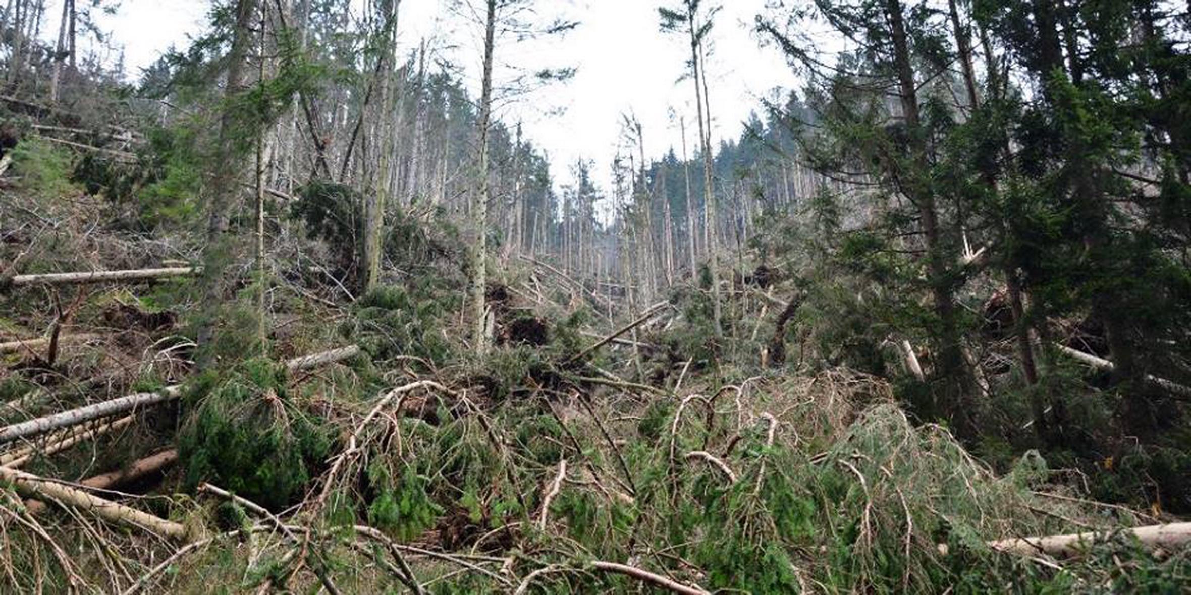 Na Zavodu za gozdove še vedno odsvetujejo obisk gozdov, saj so v krošnjah dreves tudi polomljene veje (slika je simbolična). Foto: MMC/Televizija Slovenija/Ministrstvo za kmetijstvo, gozdarstvo in prehrano