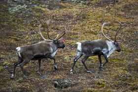 Število severnih jelenov na Arktiki se je v 20 letih prepolovilo