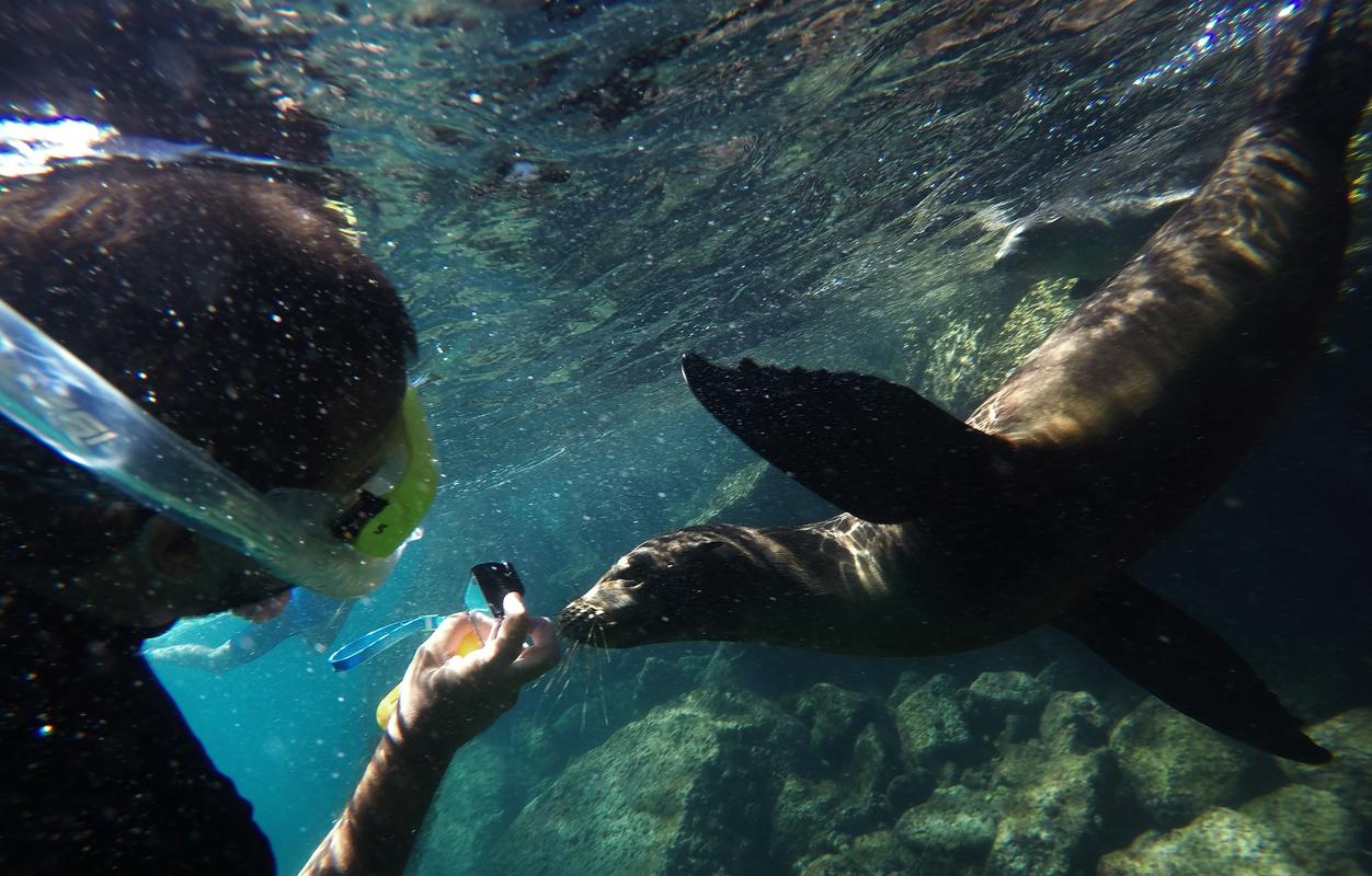 Galapagos slovi po več endemičnih živalskih vrstah. Foto: Reuters Galapagos slovi po več endemičnih živalskih vrstah. Foto: Reuters