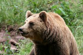 O odstrelu medvedov bo morala vlada znova odločati