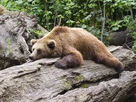 Projekt LIFE DINALP BEAR je najboljši!