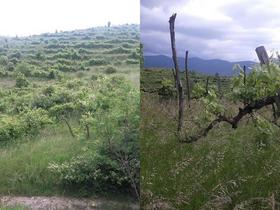 Sklad oddal vinograde na Vrtojbensko-Biljenskih gričih, nekateri potrebni obnove