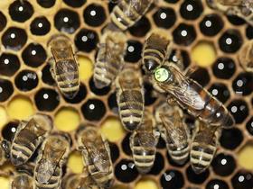 SPOTLIGHT 26 Apr: Beekeepers open doors to public
