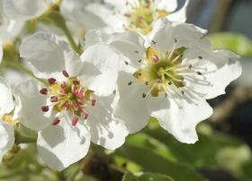 Topel prihod in hladno slovo letošnje pomladi