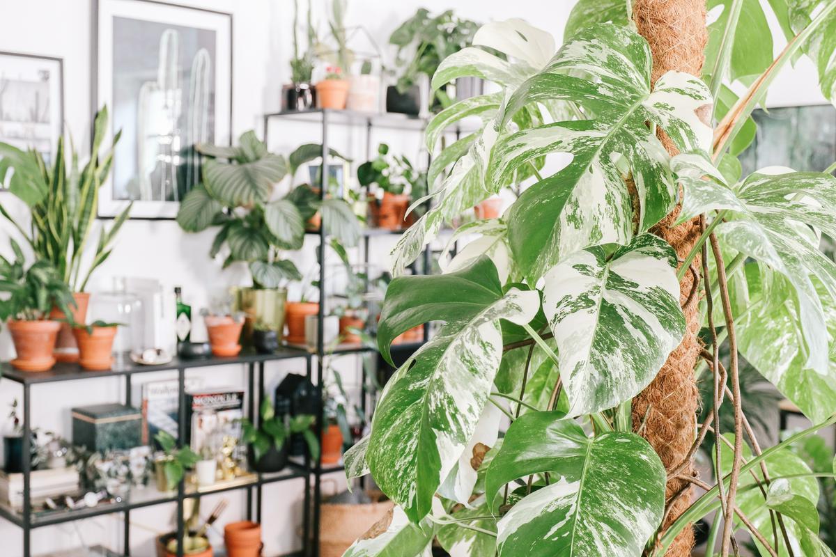 Prav posebna monstera - monstera variegata je Alji najbolj pri srcu. Foto: Alja Nike Skrt Prav posebna monstera - monstera variegata je Alji najbolj pri srcu. Foto: Alja Nike Skrt