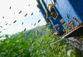Čebelarji pred svetovnim dnevom čebel v skrbeh 