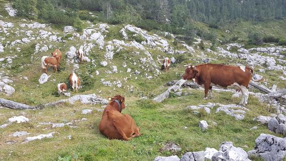 Planinke in planinci so lani največ glasov namenili krožni planinski poti: Planina Blato – Planina pri Jezeru – Planina Dedno polje – Vrata (pod Zelnarico) – Prehodavci – Dvojno jezero – Štapce – Ovčarija – Planina pri Jezeru – Planina Blato. Foto: Zavarovalnica Triglav