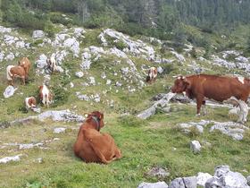 Planinke in planinci so lani največ glasov namenili krožni planinski poti: Planina Blato – Planina pri Jezeru – Planina Dedno polje – Vrata (pod Zelnarico) – Prehodavci – Dvojno jezero – Štapce – Ovčarija – Planina pri Jezeru – Planina Blato. Foto: Zavarovalnica Triglav