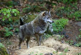 Arso izdal dovoljenje za odstrel dveh volkov na Blokah