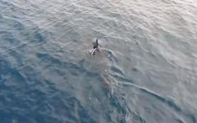 V Dalmaciji plava mladič morskega psa, ki pa ljudem ni nevaren
