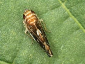 Evropska unija vse več pesticidov umika iz uporabe