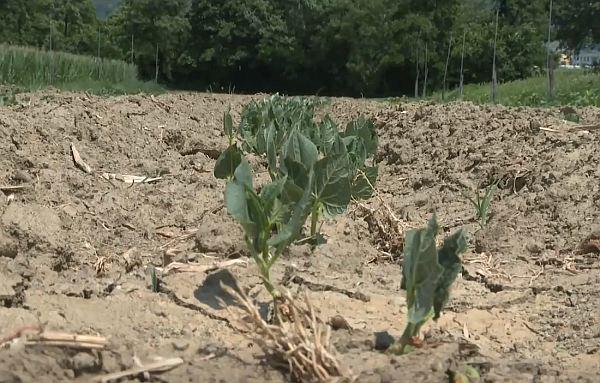 Suš naj bi bilo vse več. Foto: MMC RTV SLO Suš naj bi bilo vse več. Foto: MMC RTV SLO