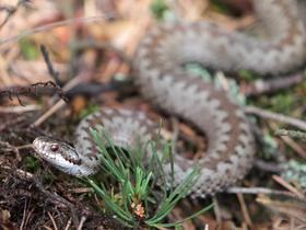 Hiker recovering from snake bite