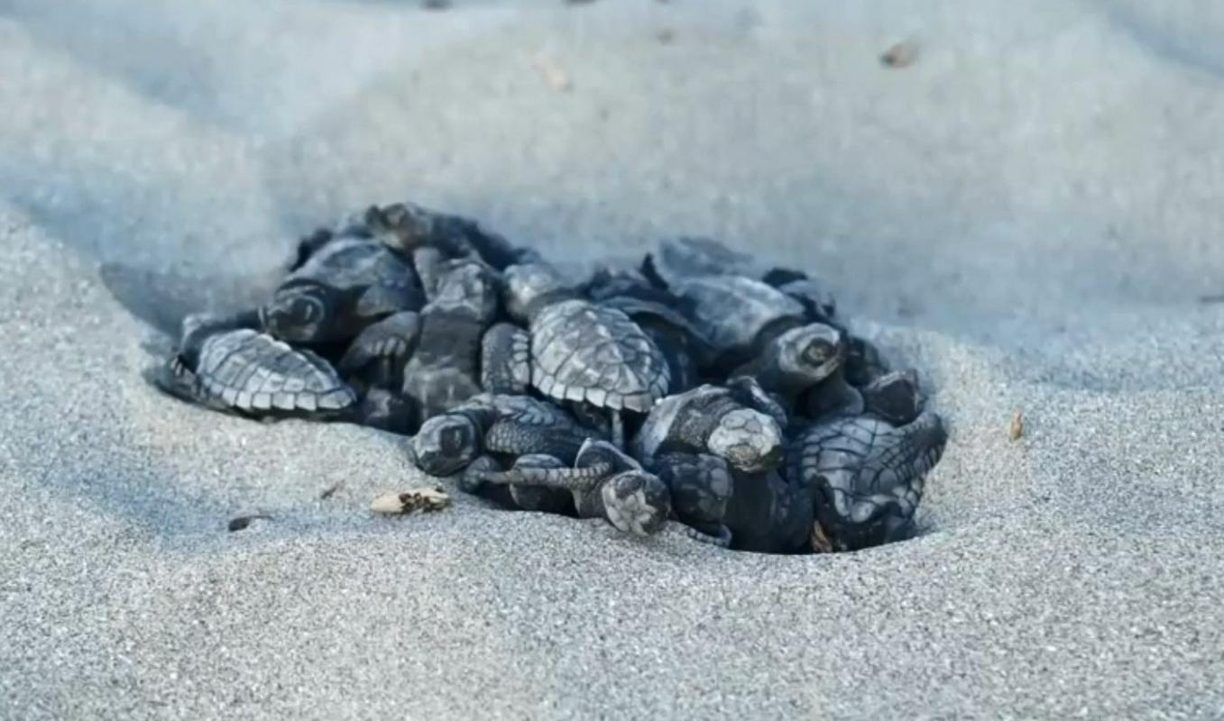 Želve, vrste Olive Ridley, so med najmanjšimi morskimi želvami, gnezdijo pa večinoma na obalah srednje Amerike. Foto: Reuters Želve, vrste Olive Ridley, so med najmanjšimi morskimi želvami, gnezdijo pa večinoma na obalah srednje Amerike. Foto: Reuters