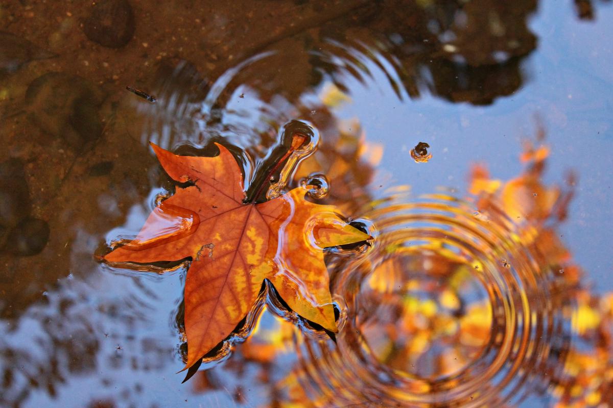 Ugotovili so, da na to, kdaj drevesa odvržejo liste, ne vplivata le temperatura in dolžina dneva, ampak tudi to, koliko ogljikovega dioksida je drevo shranilo v eni sezoni. Foto: Pixabay Ugotovili so, da na to, kdaj drevesa odvržejo liste, ne vplivata le temperatura in dolžina dneva, ampak tudi to, koliko ogljikovega dioksida je drevo shranilo v eni sezoni. Foto: Pixabay